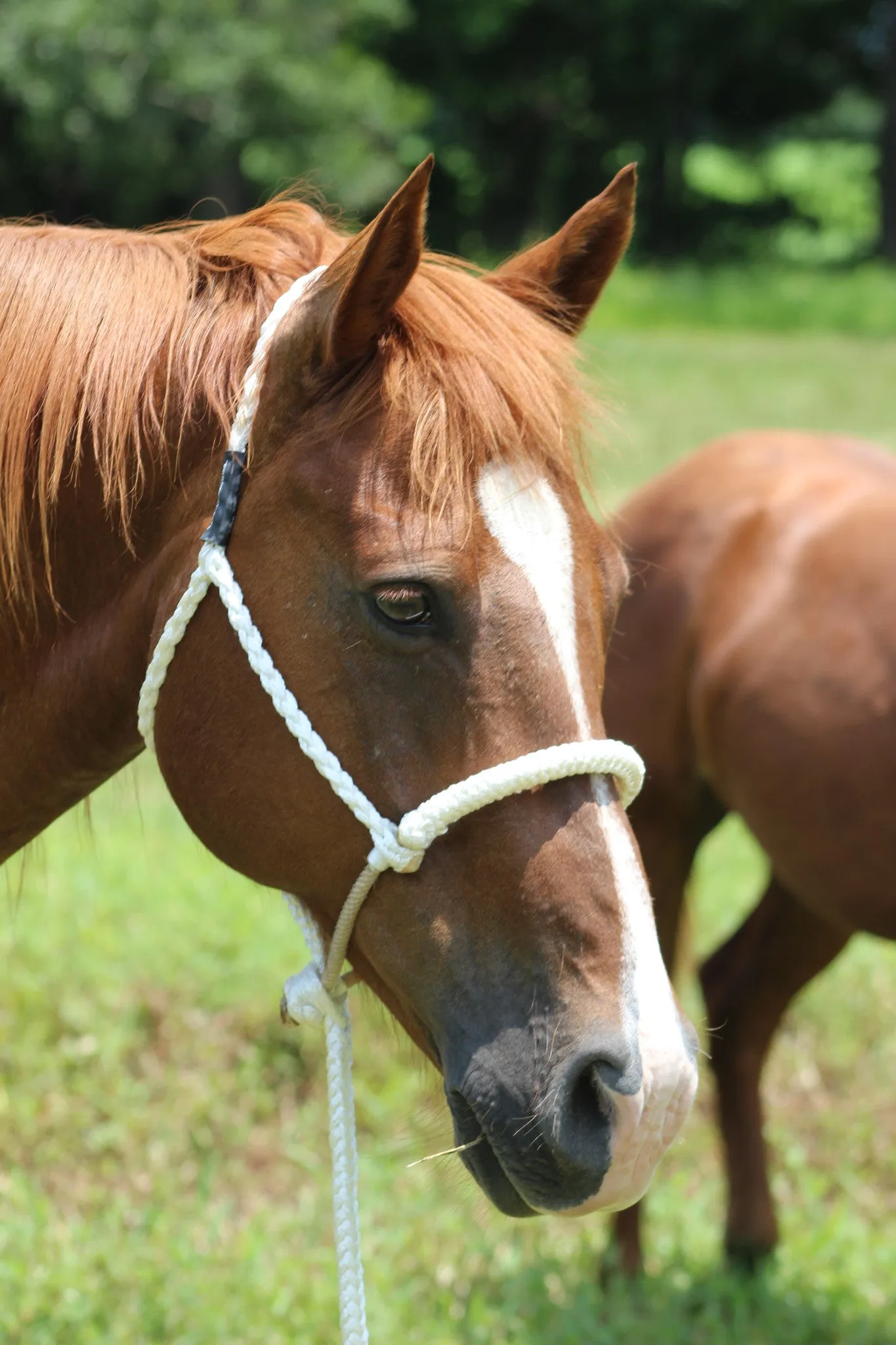 Cowboy Mule Tape Halters